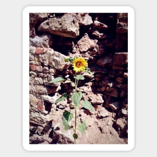 Sunflower in front of castle wall Sticker